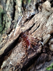 Lithobius variegatus
