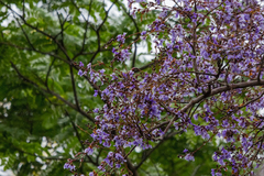 Bowdichia virgilioides