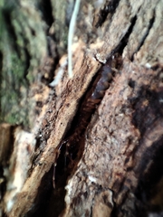 Lithobius variegatus