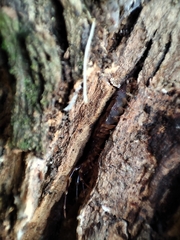 Lithobius variegatus