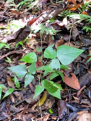 Desmodium wydlerianum