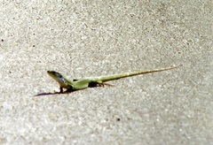 Lacerta diplochondrodes cariensis