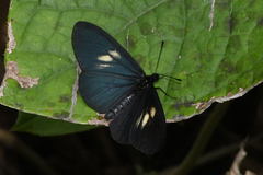 Altinote ozomene nox