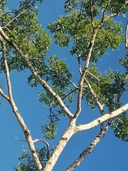 Swietenia macrophylla