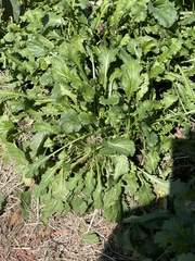 Leucanthemum maximum