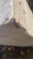 Trigoniulus corallinus