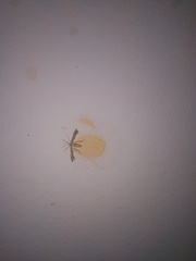 Singularia alternaria