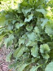 Leucanthemum maximum