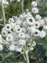 Helichrysum fruticans