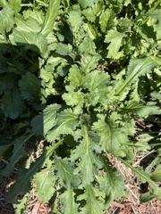 Leucanthemum maximum