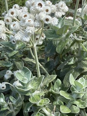 Helichrysum fruticans