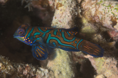 Synchiropus splendidus