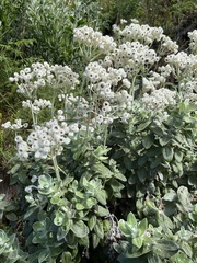 Helichrysum fruticans
