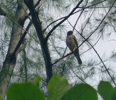 Accipiter soloensis