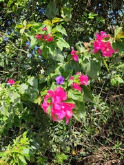 Bougainvillea spectabilis
