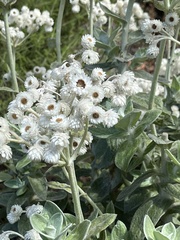 Helichrysum fruticans