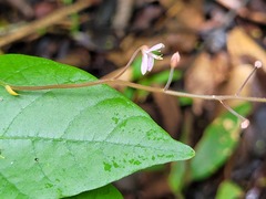 Desmodium wydlerianum