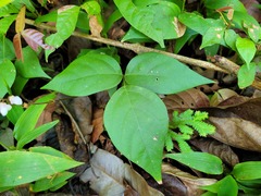 Desmodium axillare