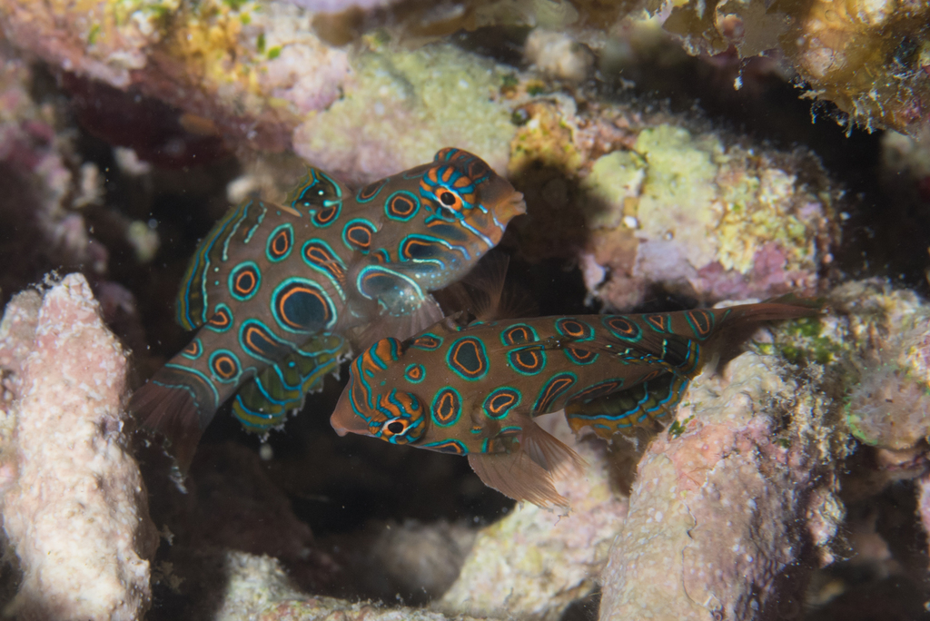 Green spot mandarin (Synchiropus picturatus) — Callionymidae