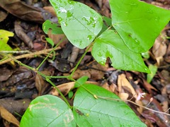 Desmodium wydlerianum