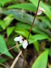 Desmodium axillare
