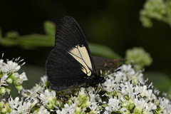 Altinote ozomene nox