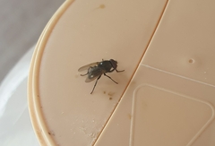 Musca domestica