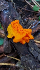 Tremella mesenterica