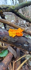 Tremella mesenterica