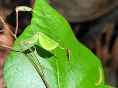 Desmodium wydlerianum