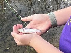 Luxilus chrysocephalus