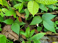Desmodium axillare