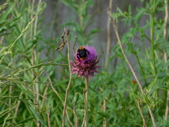 Bombus bellicosus