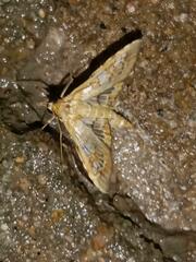 Sameodes cancellalis