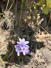 Ixia polystachya