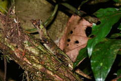 Anolis capito