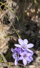 Ixia polystachya