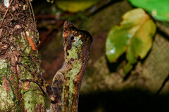 Anolis capito