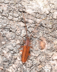 Macrohyliota cryptolucidus