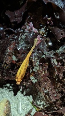 Styela montereyensis