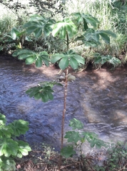 Cecropia peltata