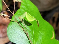 Desmodium wydlerianum