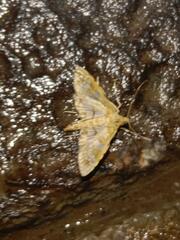 Sameodes cancellalis