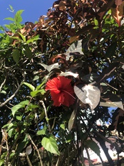 Hibiscus rosa-sinensis