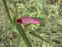 Gladiolus brachyphyllus