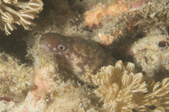 Gymnothorax chilospilus