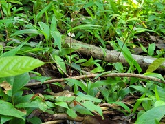 Desmodium axillare