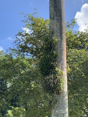 Brassavola nodosa