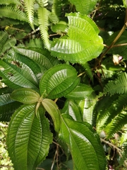 Miconia xalapensis