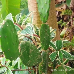 Opuntia cochenillifera